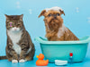 Grooming Tips for Your Senior Dogs