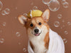 Choosing the Right Dog Grooming Products