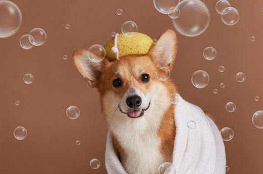 Choosing the Right Dog Grooming Products
