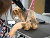 How Professional Grooming Can Boost Your Fur Friend’s Health and Happiness