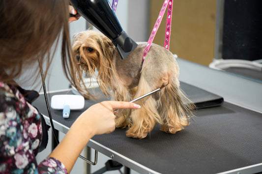 How Professional Grooming Can Boost Your Fur Friend’s Health and Happiness