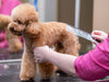 Dog Breeds & Their Grooming Needs: A Quick Guide