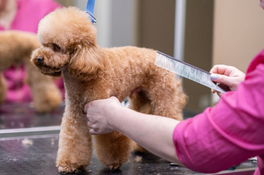 Dog Breeds & Their Grooming Needs: A Quick Guide