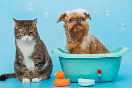 Grooming Tips for Your Senior Dogs