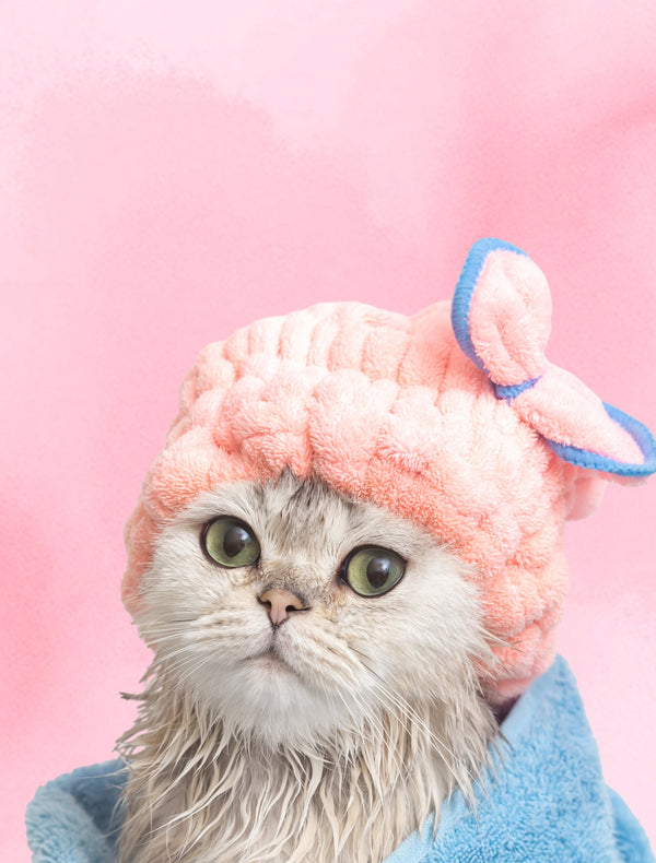 Cat Grooming