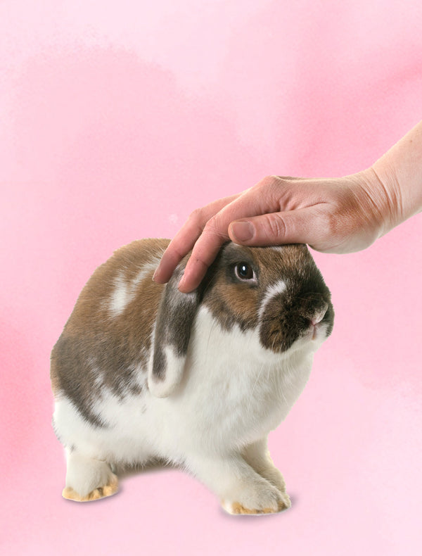 Rabbit Grooming