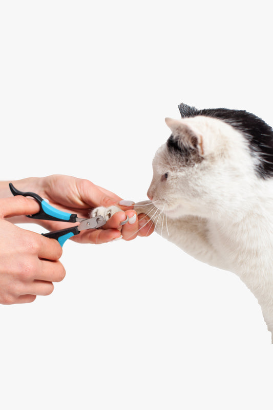 Basic Grooming For Cats