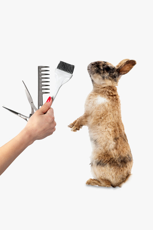Basic Grooming For Rabbit