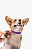 Basic Grooming For Dogs