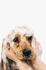 Bath n Fluff