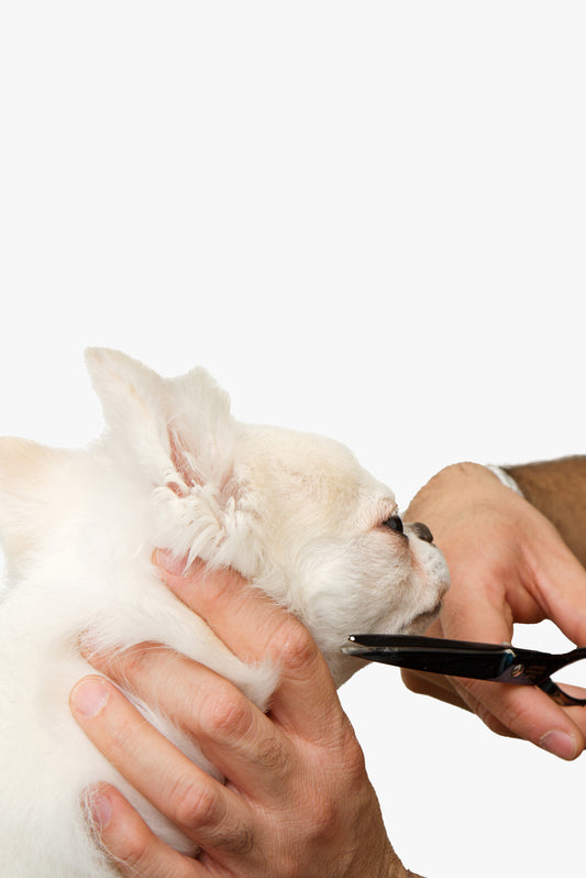 Full Grooming For Dogs
